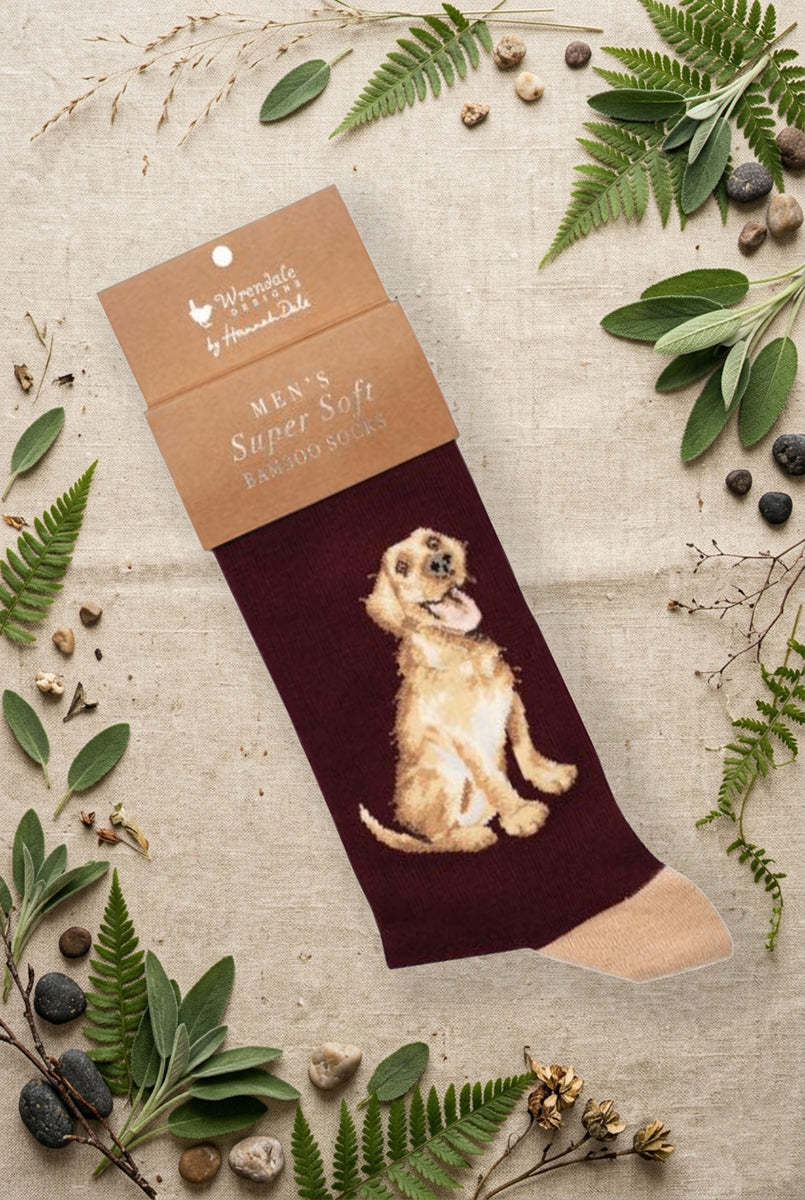 Calza da uomo Wrendale Designs in bambù color bordeaux con illustrazione di un Labrador dorato seduto, fotografata su sfondo naturale primaverile.